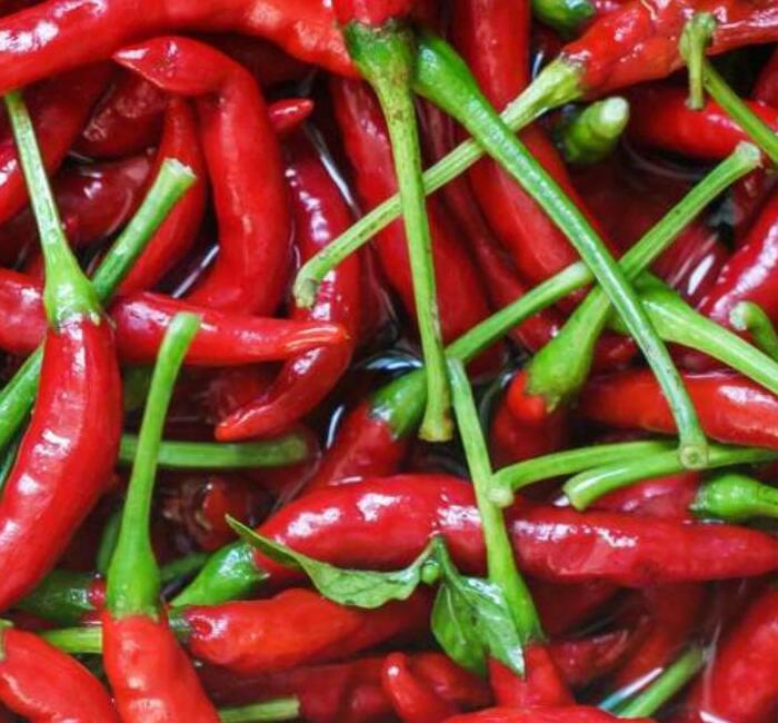 Red chili